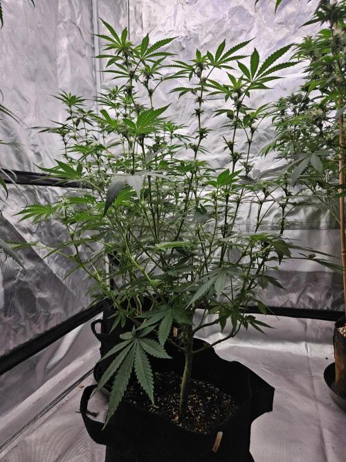 Bananas. Week 11 - Seedsman Jealousy Fast Pheno #2 is well, is flowering fast.