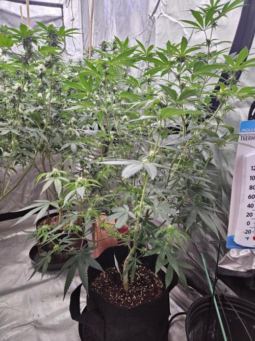 Bananas. Week 11 - Banana blaze from Dutch Passion 