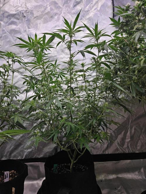Bananas. Week 11 - Jealousy Fast By Seedsman.