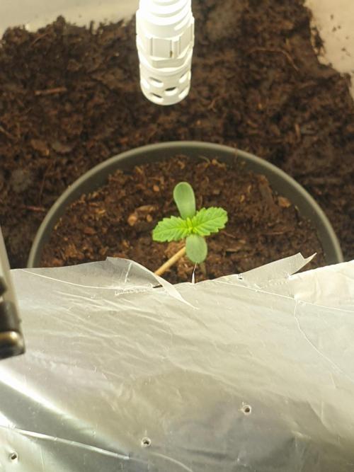 Serious 7. Week 0 - 03.01.26
