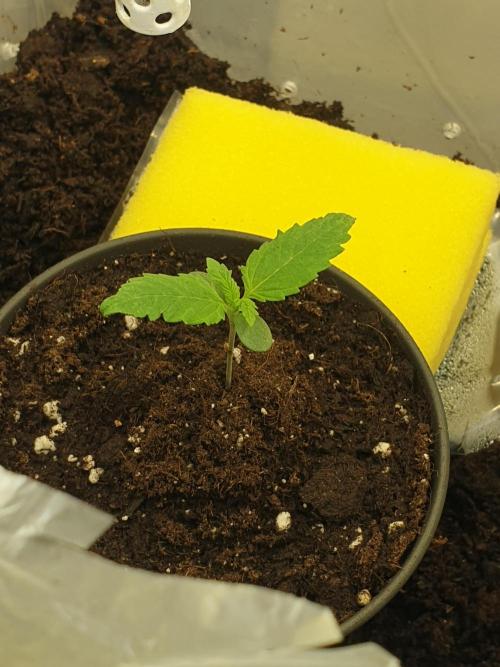 Serious 7. Week 0 - 05.03.26