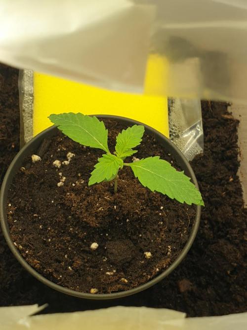 Serious 7. Week 1 - 07.01.26

