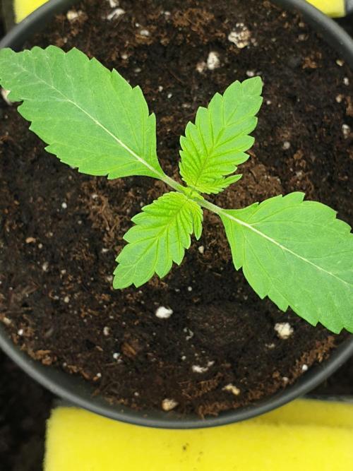 Serious 7. Week 1 - 07.01.26