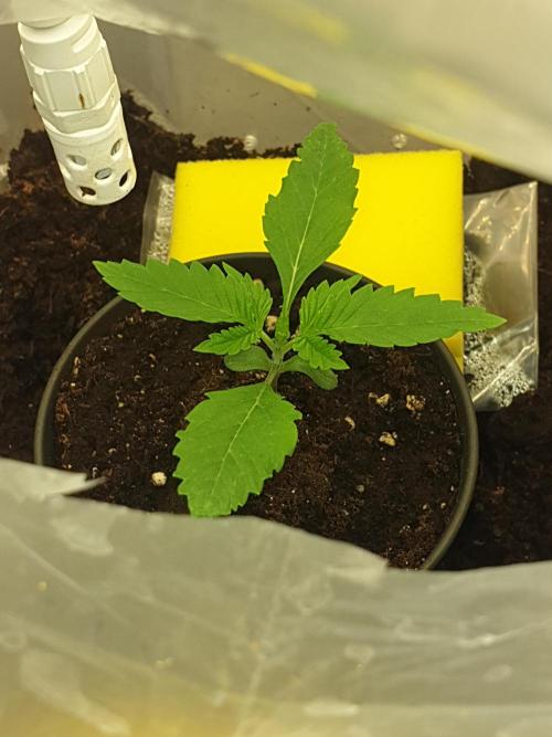 Serious 7. Week 1 - 08.01.26