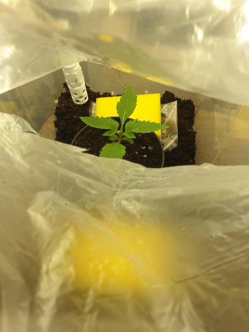 Serious 7. Week 1 - 08.01.26
