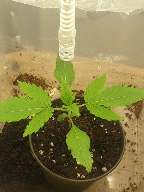 Serious 7. Week 1 - 10.01.26
