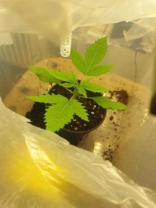 Serious 7. Week 1 - 11.01.26
