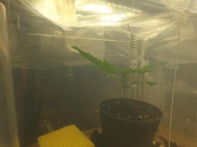 Serious 7. Week 1 - 11.01,26