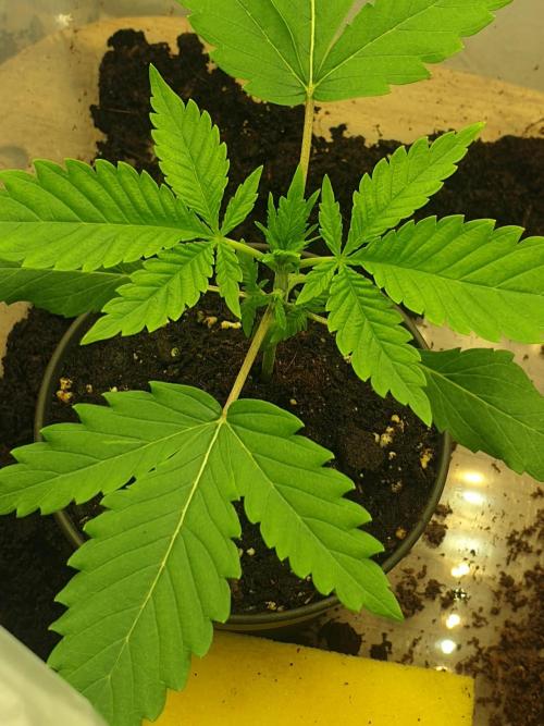 Serious 7. Week 1 - 12.01.26
