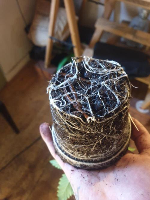 Serious 7. Week 1 - 13.01.26
