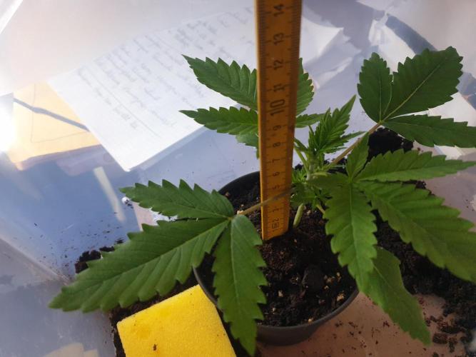 Serious 7. Week 1 - 13.01.26