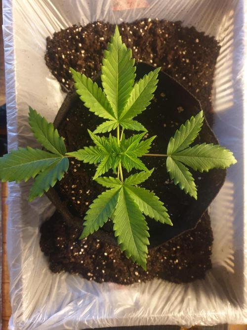 Serious 7. Week 2 - 14.01.26