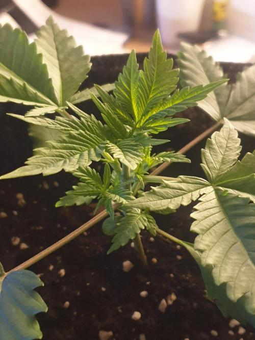 Serious 7. Week 2 - 14.01.26
