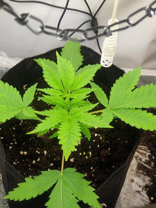 Serious 7. Week 2 - 15.01.26
