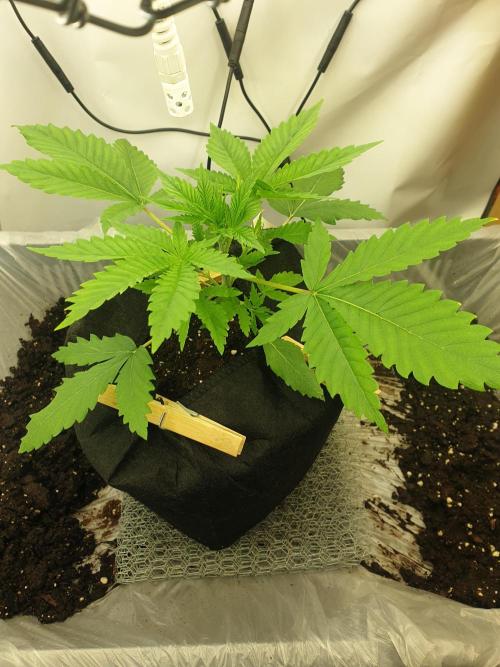 Serious 7. Week 2 - 16.01.26