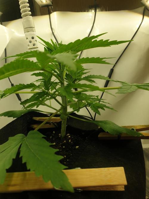 Serious 7. Week 2 - 17.01.26