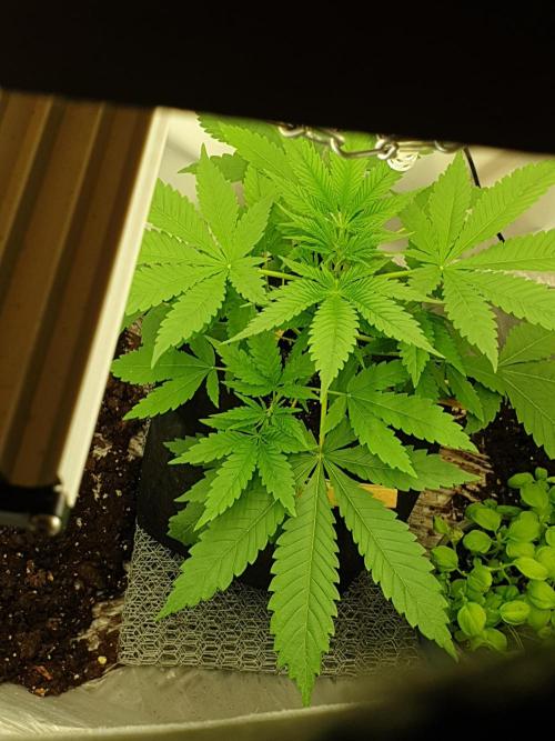 Serious 7. Week 2 - 20.01.26