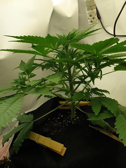 Serious 7. Week 2 - 20.01.26