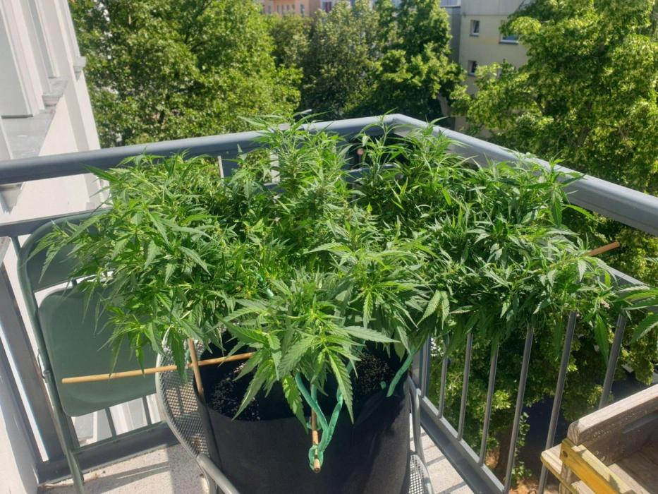 Serious 7. Week 12