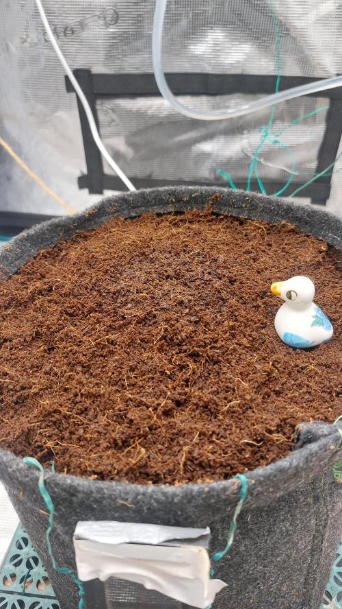 Spring frost 😆. Week 0 - First day inside the coco