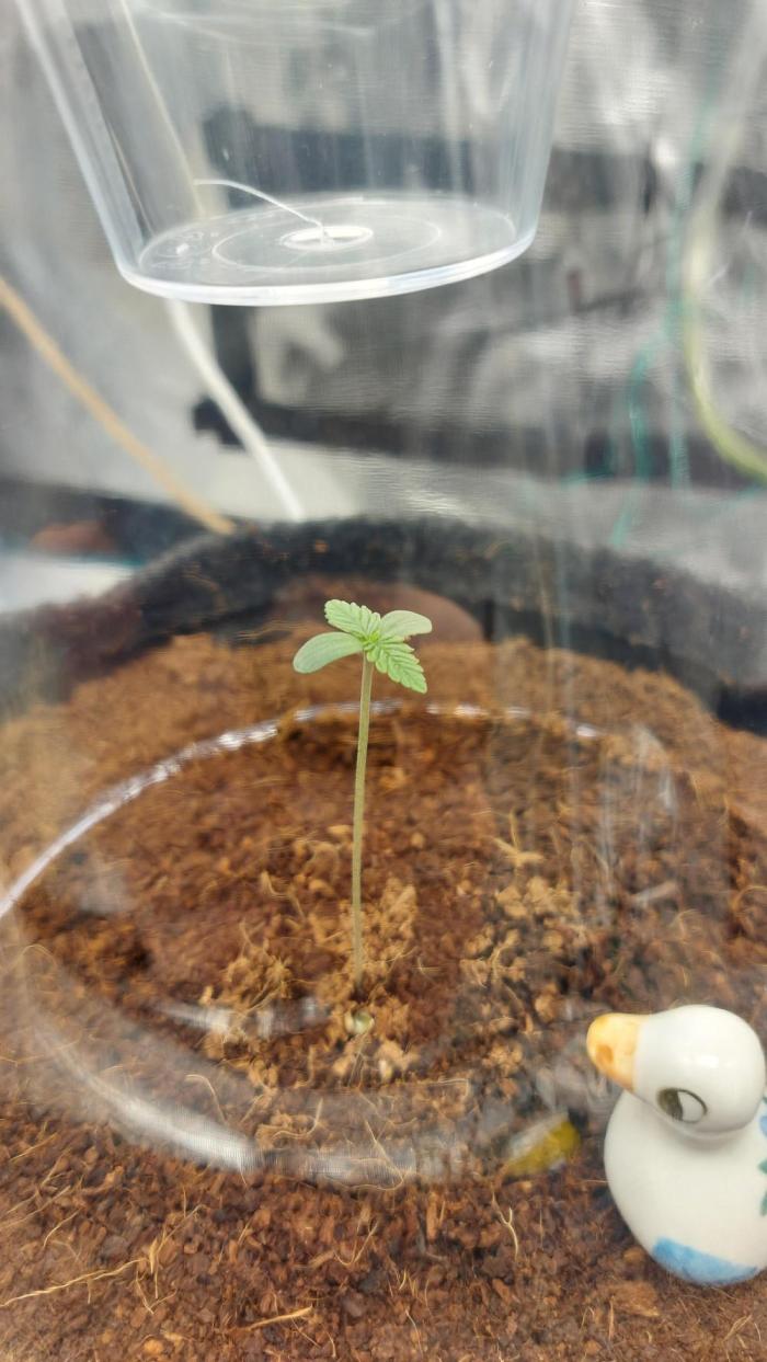 Spring frost 😆. Week 1 - Little seedling just enterd vegetation stage, happy new week  