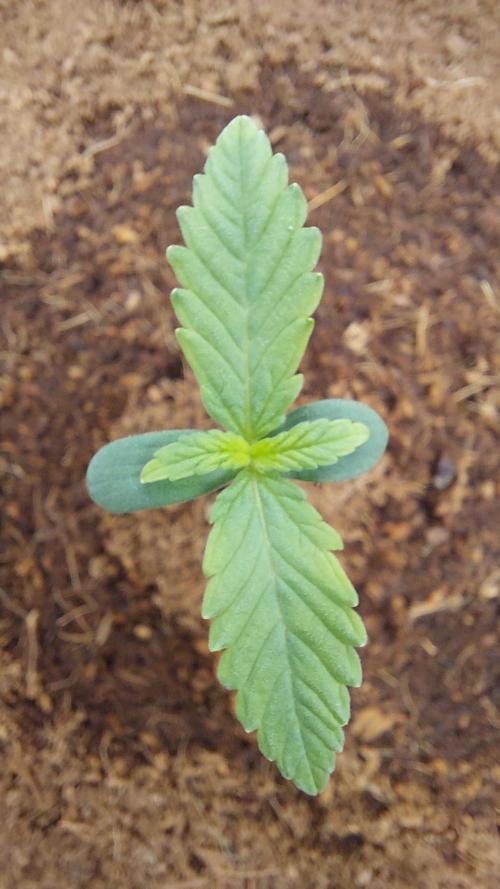 Spring frost 😆. Week 2 - She shows signs of recovery 