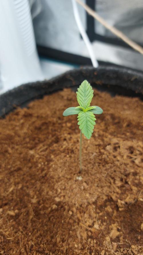 Spring frost 😆. Week 2 - Here she started fading a bit