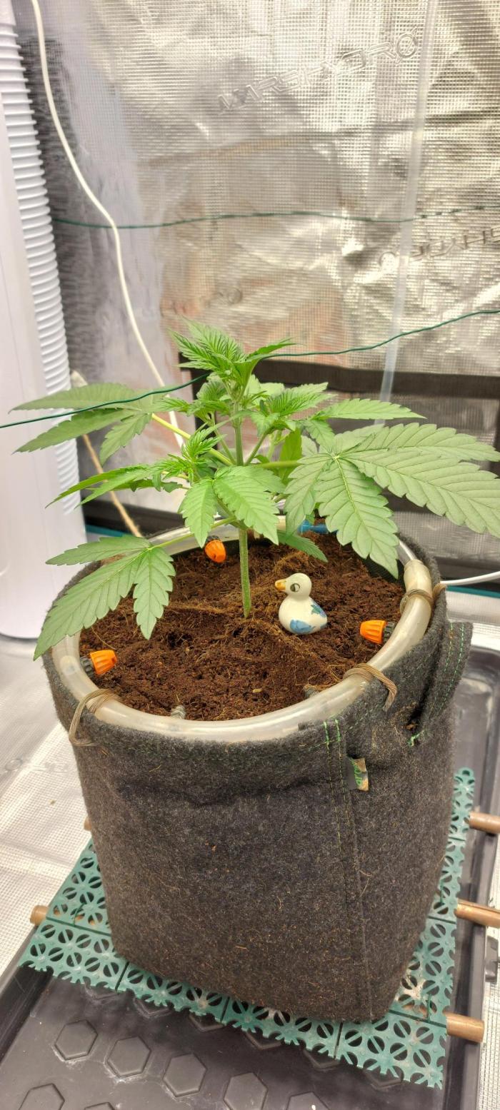 Spring frost 😆. Week 4 - She is growing up nicely and started giving off a bit of stink ? 