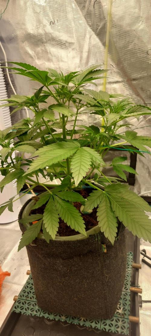 Spring frost 😆. Week 5 - She looks greener actualy, and growing nice