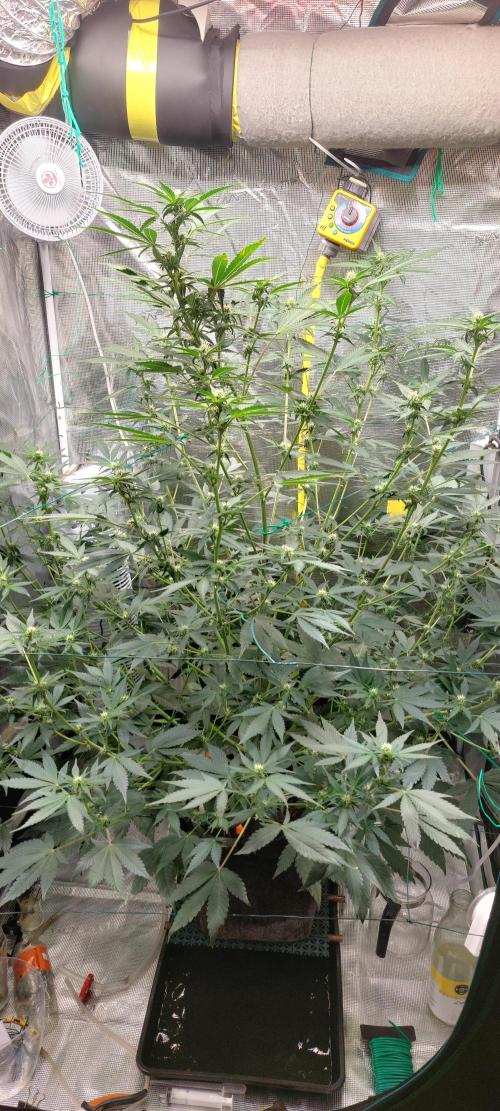 Frostbanger Auto. Week 8