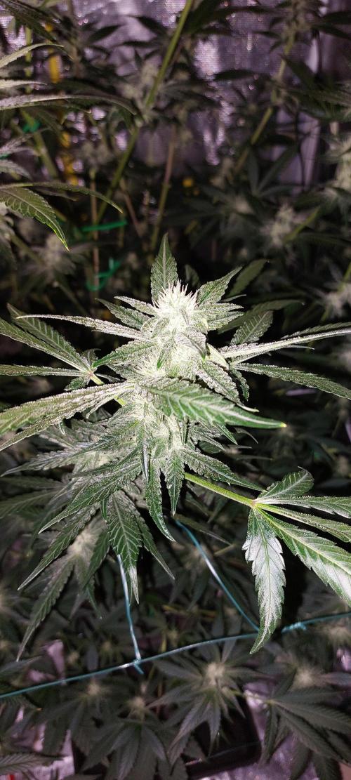 Spring frost 😆. Week 9