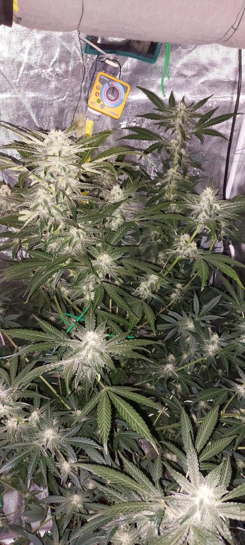 Spring frost 😆. Week 9