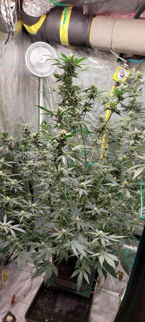 Spring frost 😆. Week 9