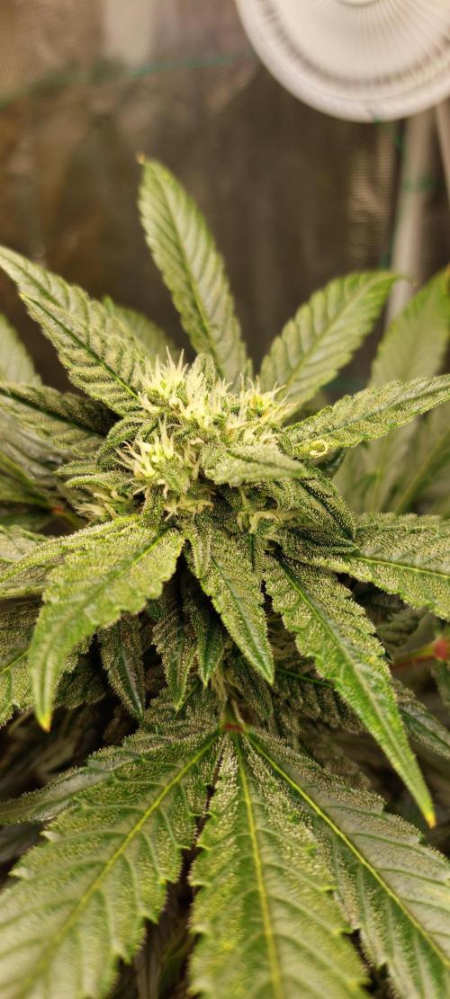 Spring frost 😆. Week 9