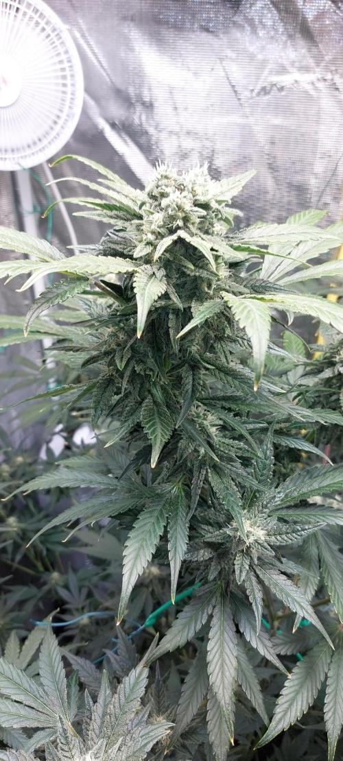 Spring frost 😆. Week 10
