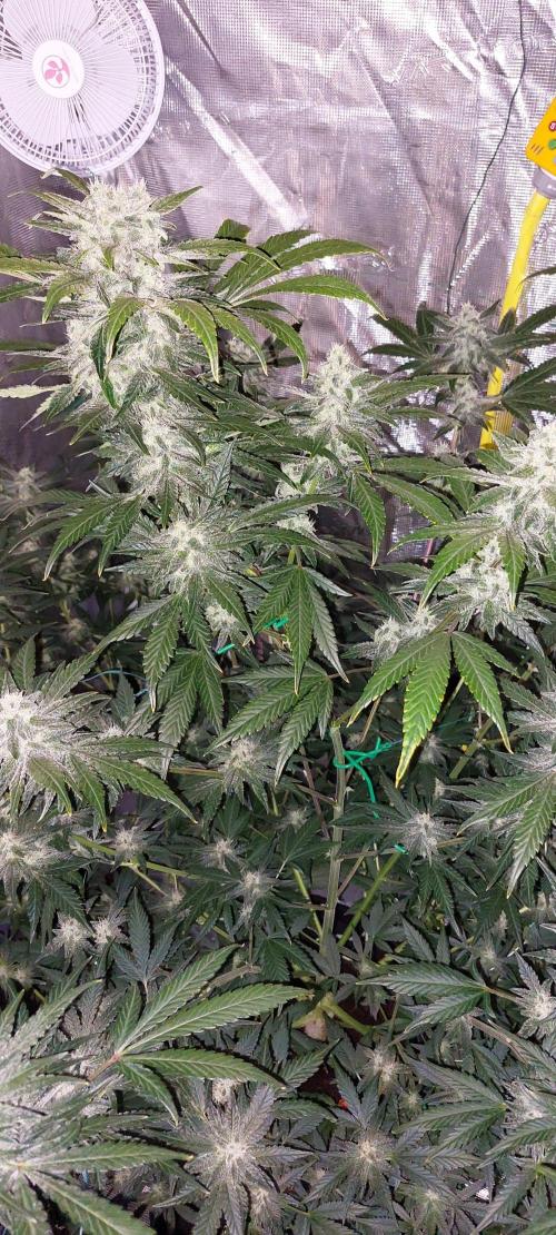 Spring frost 😆. Week 10
