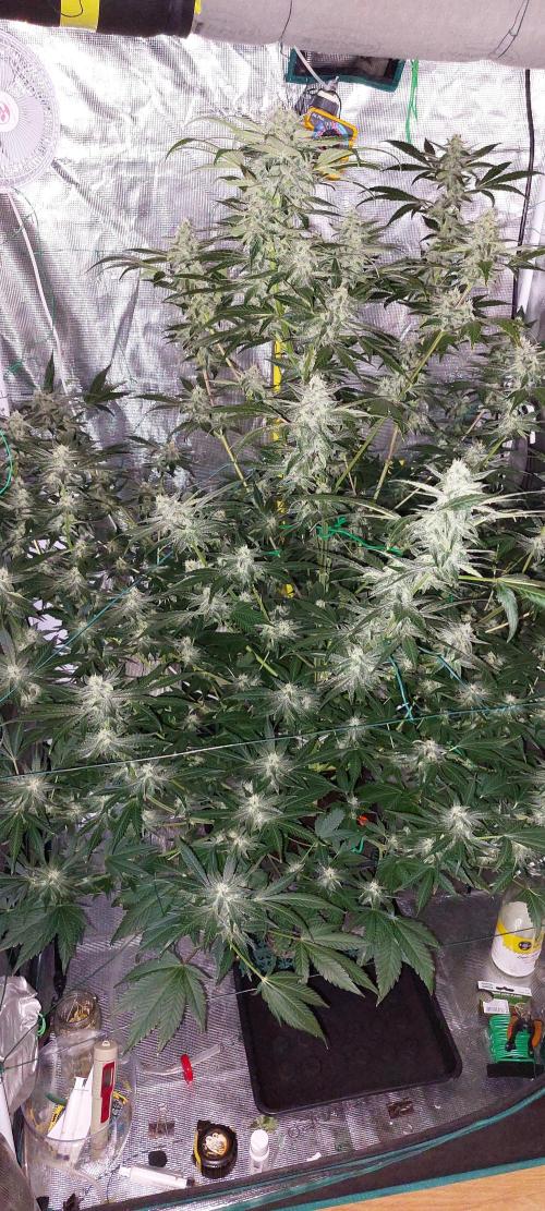 Spring frost 😆. Week 10