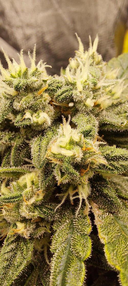 Spring frost 😆. Week 10