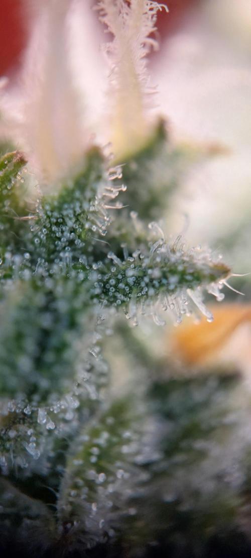 Spring frost 😆. Week 10