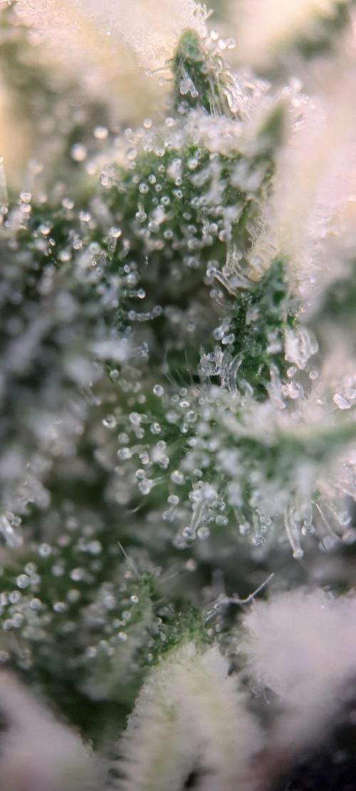 Spring frost 😆. Week 10