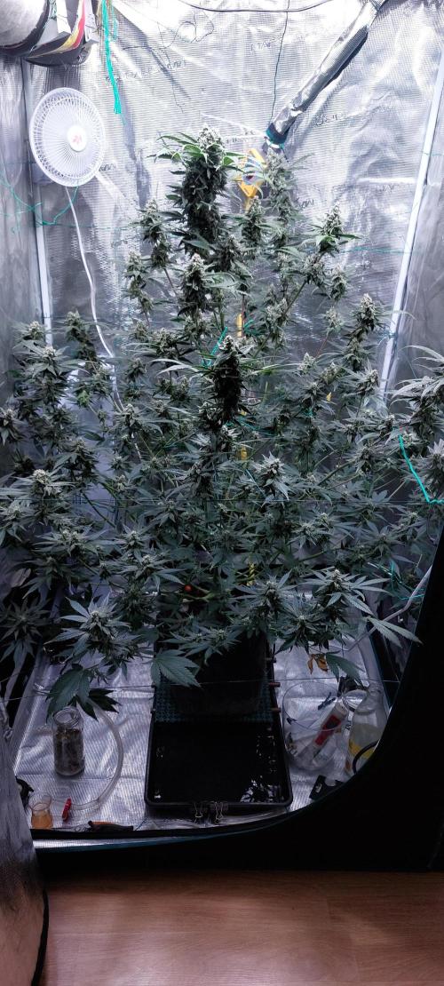 Spring frost 😆. Week 11