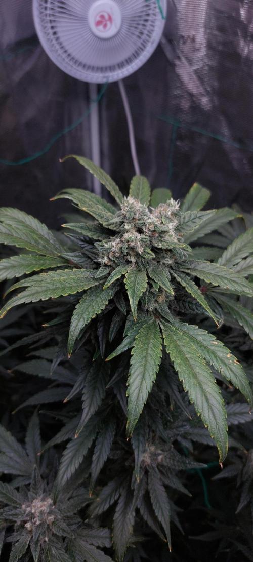 Spring frost 😆. Week 11