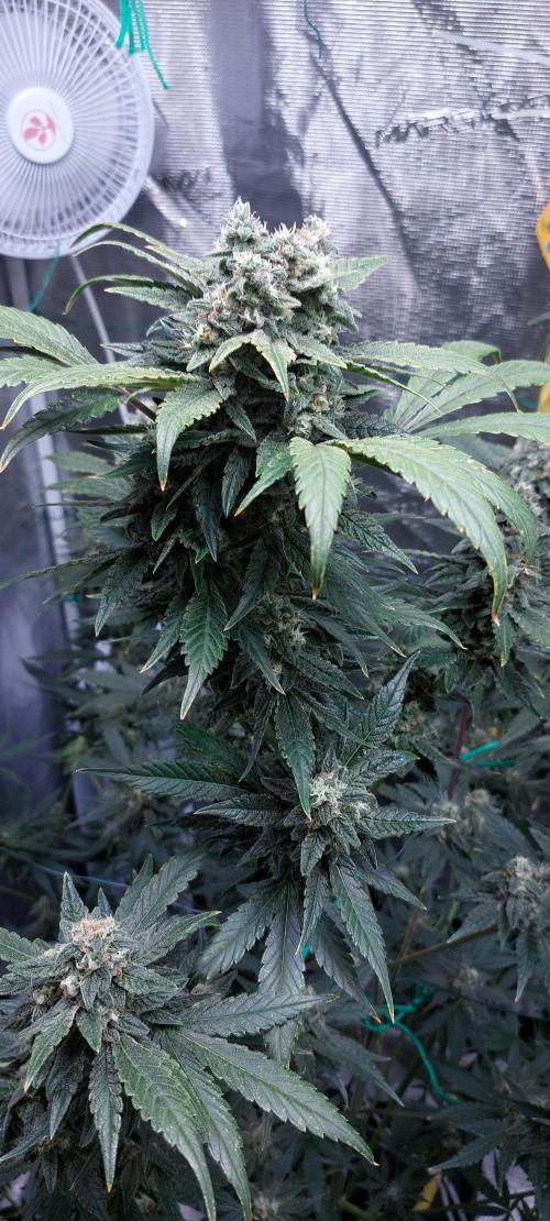 Spring frost 😆. Week 11