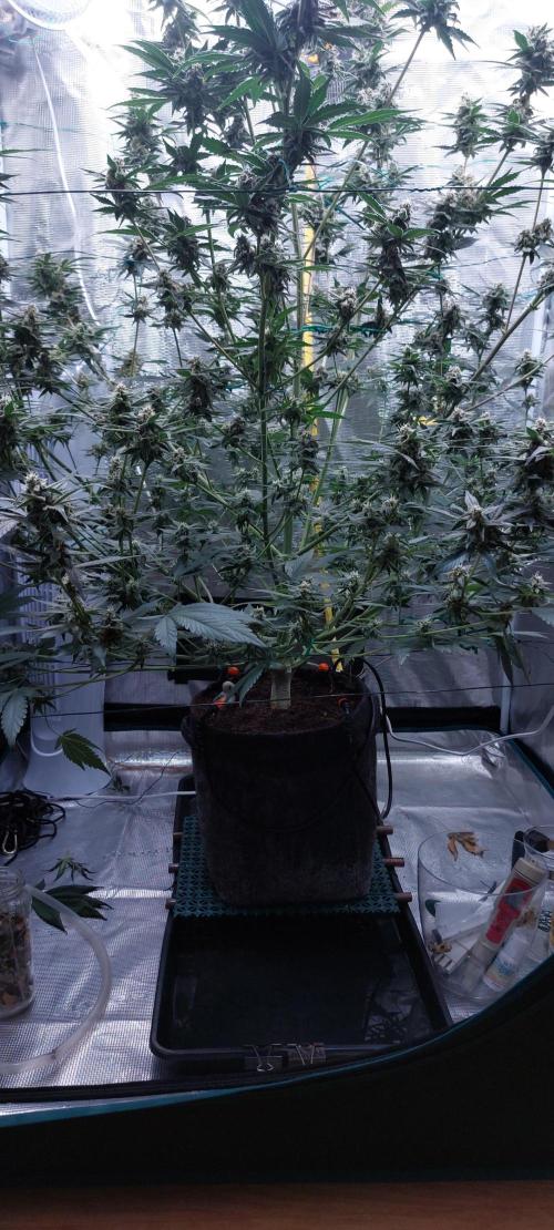 Spring frost 😆. Week 11