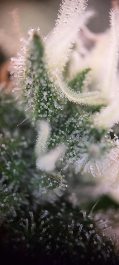 Spring frost 😆. Week 11