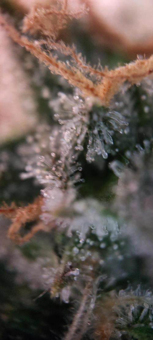 Spring frost 😆. Week 11