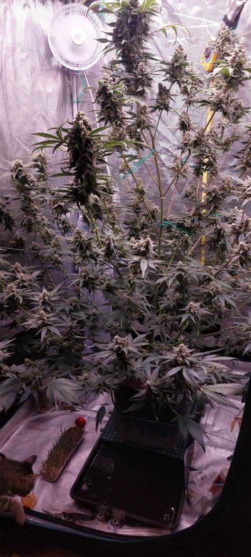 Spring frost 😆. Week 12