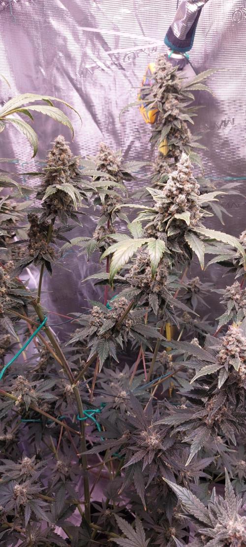 Spring frost 😆. Week 12
