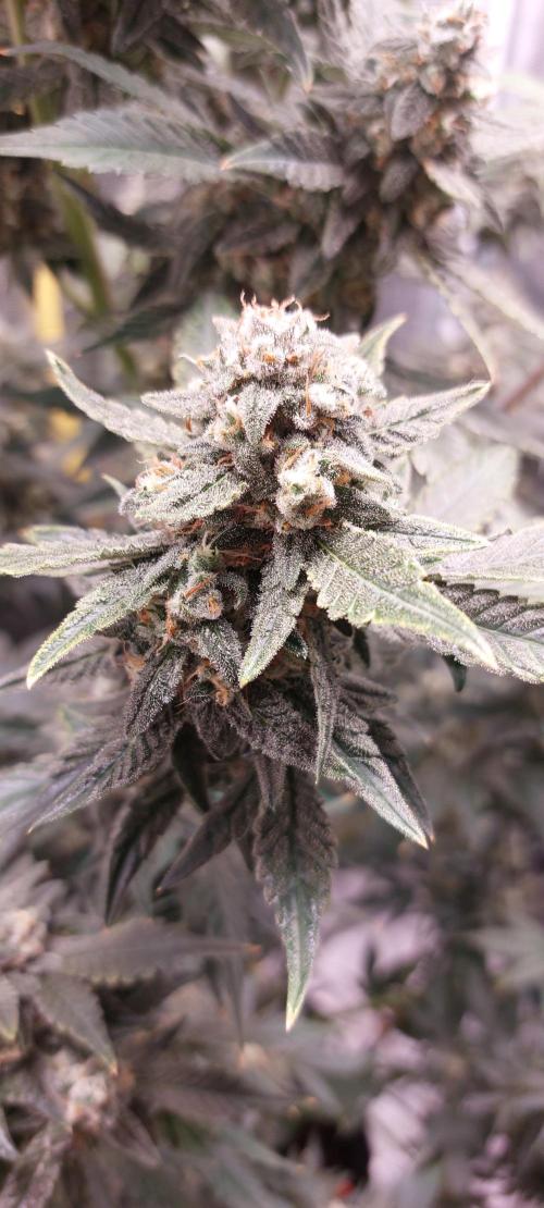 Spring frost 😆. Week 12
