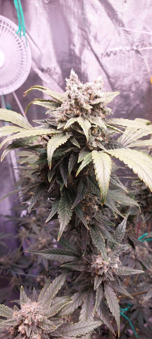 Spring frost 😆. Week 12